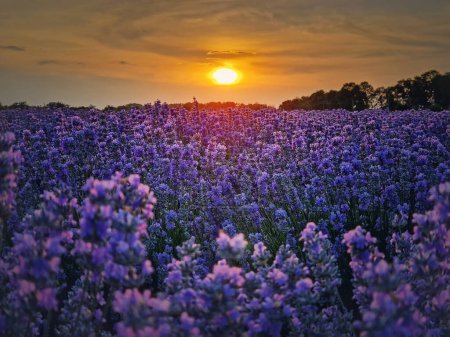 Téléchargez les photos : Vue idyllique du champ de lavande en fleurs. Belles fleurs bleues violettes dans la lumière chaude du coucher du soleil d'été. Plantes parfumées de lavandula fleurit dans le meado - en image libre de droit