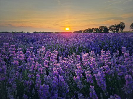 Téléchargez les photos : Vue idyllique du champ de lavande en fleurs. Belles fleurs bleues violettes dans la lumière chaude du coucher du soleil d'été. Des plantes parfumées de lavandula fleurissent dans la prairie - en image libre de droit