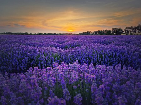 Téléchargez les photos : Vue idyllique du champ de lavande en fleurs. Belles fleurs bleues violettes dans la lumière chaude du coucher du soleil d'été. Plantes parfumées de lavandula fleurit dans le meado - en image libre de droit