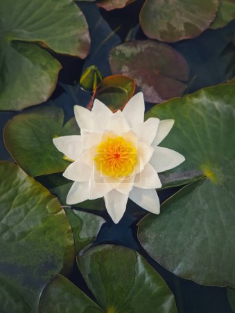 Photo for Closeup waterlily on the pond. Blossoming white lotus flower on the lake surface, surrounded by big green leaves - Royalty Free Image