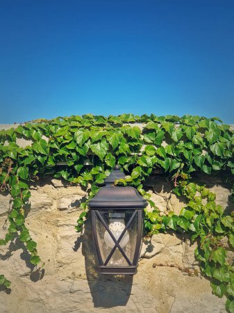 Téléchargez les photos : Lampe de rue vintage accrochée à une vieille haie de maçonnerie de pierre envahie de vignes sauvages - en image libre de droit