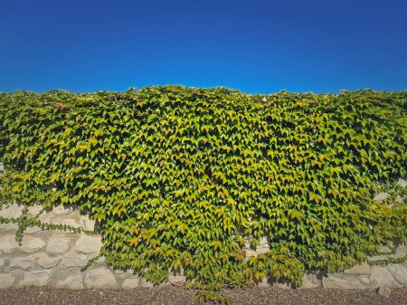 Téléchargez les photos : Texture d'un mur poussant avec des vignes sauvages. Gros feuillage vert sur une maçonnerie de pierre sur fond de ciel bleu - en image libre de droit