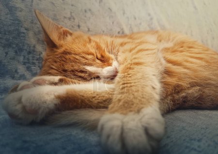 Photo for Orange kitten sleeping sweet. Closeup portrait of cute ginger cat resting on a sofa - Royalty Free Image