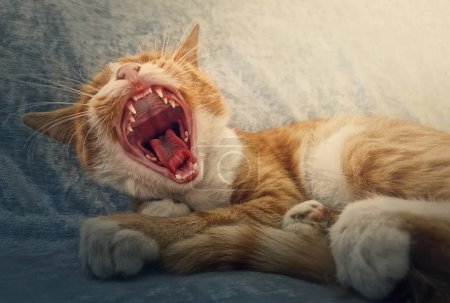 Téléchargez les photos : Gros plan portrait de bâillement de chat orange endormi. Ginger chaton fait une sieste à l'intérieur sur le canapé confortable, assis confortablement - en image libre de droit