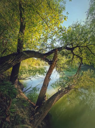 Foto de Vista de la naturaleza salvaje con sauces creciendo por encima del agua en la orilla del río Prut - Imagen libre de derechos