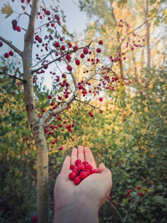 Photo for Female hand holding fresh bio hawthorn berries after picking them up from the tree in the forest. Wildberries in the woods natural environment. Crataegus autumn season fruit - Royalty Free Image