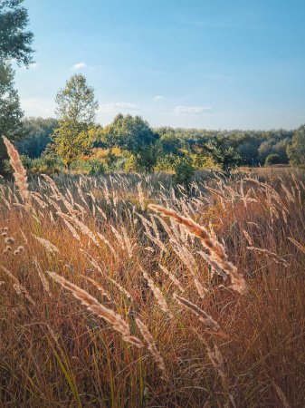 Téléchargez les photos : Saison d'automne nature avec roseau de renard oscillant dans le vent, vue pittoresque sur la campagne - en image libre de droit