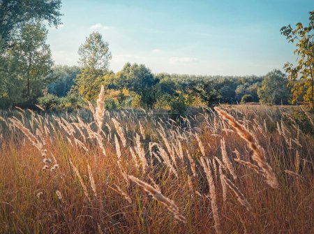 Photo for Autumn season landscape with foxtail reed swaying in the wind, picturesque countryside nature - Royalty Free Image