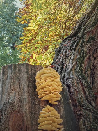 Photo for Closeup mushrooms growing on a chestnut tree stem. Laetiporus sulphureus known as chicken of the wood - Royalty Free Image
