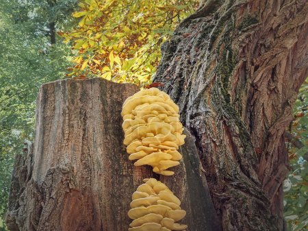 Téléchargez les photos : Champignons des arbres poussant sur une tige de châtaignier. Poulet des bois (Laetiporus Sulphureus - en image libre de droit