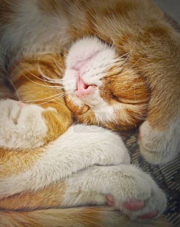 Foto de Lindo jengibre gatito durmiendo dulce en un divertido posición con patas cubierta cabeza - Imagen libre de derechos