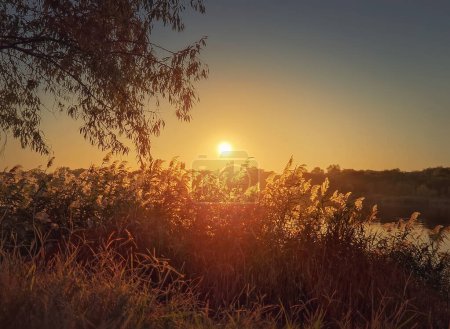 Téléchargez les photos : Silence nocturne au bord du lac avec vue sur le coucher du soleil sur le roseau sec et moelleux. Coucher de soleil idyllique, fond naturel - en image libre de droit