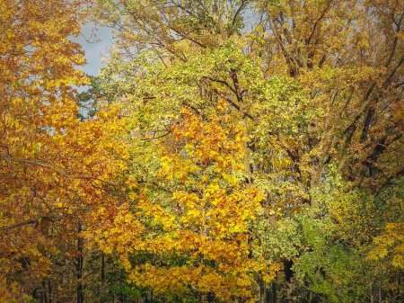 Foto de Textura colorida de árboles otoñales. Detalles de la naturaleza de temporada de otoño, follaje multicolor - Imagen libre de derechos