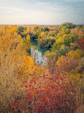 Photo for Picturesque autumn landscape with red brier bush and a view to the Prut river surrounded by colorful forest - Royalty Free Image