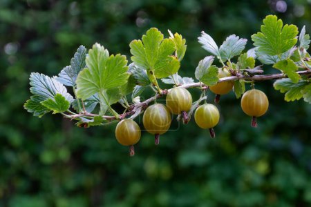 Close-up of vibrant green gooseberries on a branch, ripe gooseberry