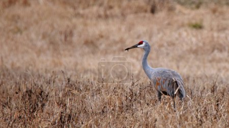 One sandhill crane foraging in a grassy field
