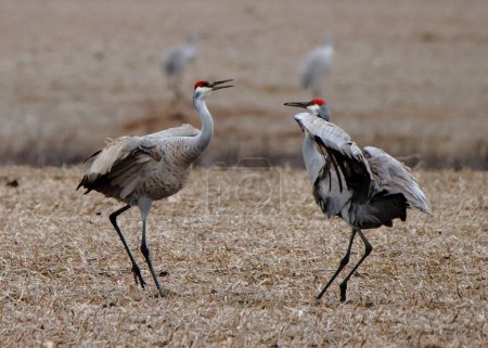 Two sandhill cranes in a field exhibiting display behavior