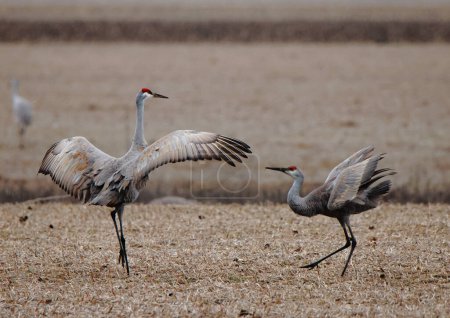 Two sandhill cranes in a field exhibiting display behavior