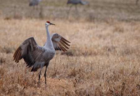 One Sandhill Crane standing in a field with wings spread