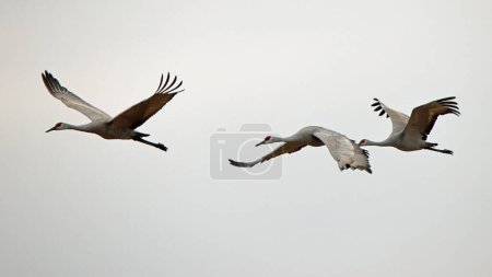 Three sandhill crane flying from left to right with a white sky background