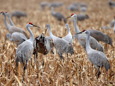 Several sandhill cranes foraging in a corn field . One in focus.