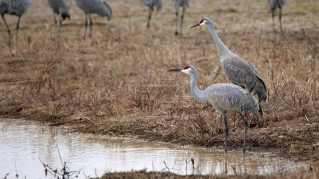 Two sandhill cranes standing at the edge of a pond
