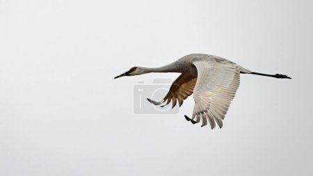 One sandhill crane flying from left to right with a white sky background