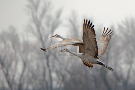 Two sandhill cranes taking flight with bare trees in the background