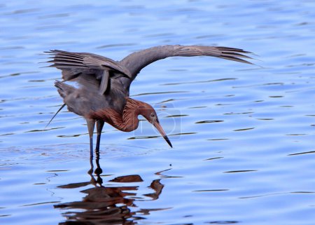 Pesca de garza rojiza con alas extendidas usando un comportamiento llamado alimentación con dosel
