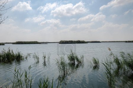 Foto de Al Karaana Lagoon, a stopover for Migratory Birds in Qatar - Imagen libre de derechos