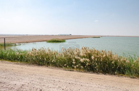 Téléchargez les photos : Al Karanaa Lagoon, a stopover for migratory birds in Qatar - en image libre de droit