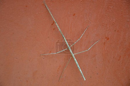 Photo for Walking Stick insect on the floor - Royalty Free Image