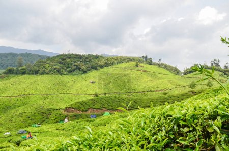 Jardines de té en Munnar, Kerala, India