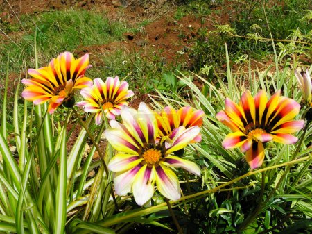Gazania flowers in a garden at Ooty, India