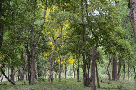 Forêt de santal à Marayoor, près de Munnar, Kerala, Inde