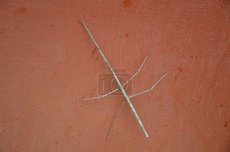 Photo for Walking stick insect on the floor - Royalty Free Image