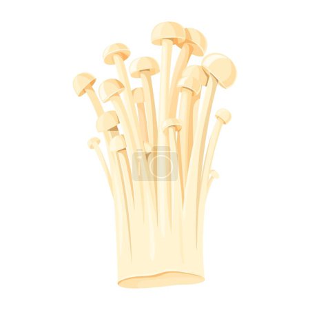 Cluster of Enoki Mushrooms. Bunch of fungus isolated. Vector illustration of an Asian cuisine ingredient. Close-up, transparent background.