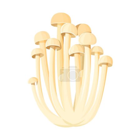 Cluster of Enoki Mushrooms. Bunch of fungus isolated. Vector illustration of an Asian cuisine ingredient. Close-up, transparent background.