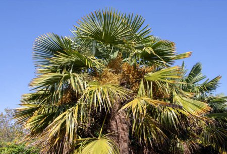 Trachycarpus fortunei, die chinesische Windmühlenpalme, Windmühlenpalme oder Chusan-Palme mit Früchten 