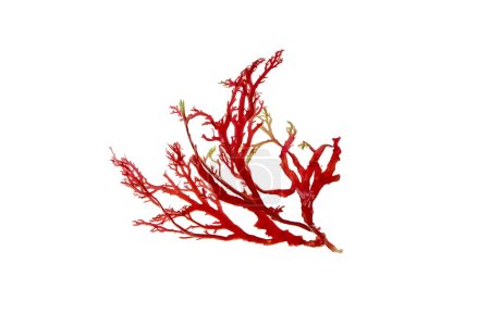 Rote Algen oder Algenzweige isoliert auf weißem Grund.
