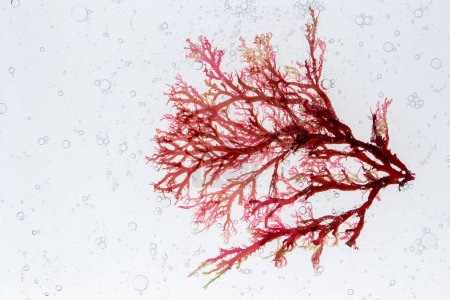Red algae branch and air bubbles in the water. Skin care investigation concept. Spa wrapping ingredient.