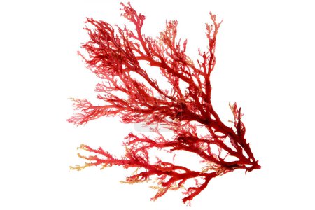 Red algae or seaweed branch isolated on white