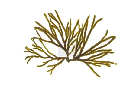 Codium tomentosum o cuerno de terciopelo o algas esponjosas aisladas en blanco. Rama de alga verde.
