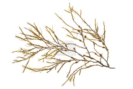 Ascophyllum nodosum brown seaweed or knotted kelp algae branch isolated on white