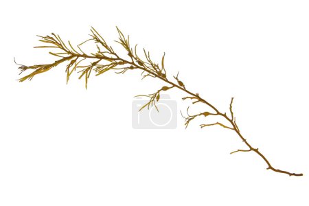 Ascophyllum nodosum brown seaweed or egg wrack algae branch isolated on white