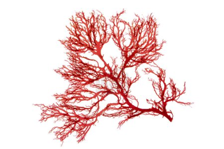 Red seaweed or rhodophyta algae branch isolated on white