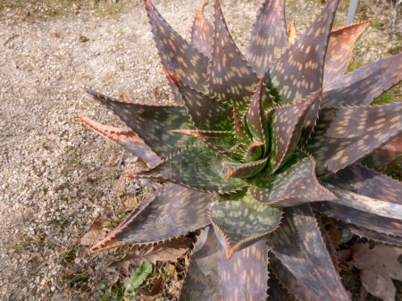 Foto de Aloe maculata, aloe saponaria, jabón aloe o cebra aloe planta medicinal suculenta con hojas manchadas - Imagen libre de derechos