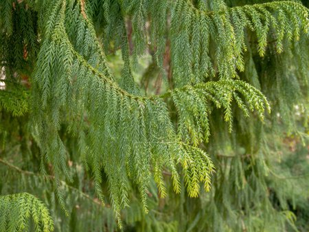 Téléchargez les photos : Taiwania cryptomerioides coniferous tree branches. Plant in the cypress family Cupressaceae. - en image libre de droit