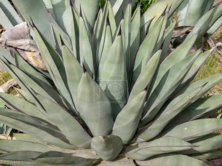 Téléchargez les photos : Agave x nigra or sharkskin agave hybrid plant with gray blue green leaves, without marginal teeth and with black apical spine - en image libre de droit