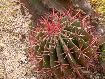 Photo for Mexican Fire Barrel Cactus or ferocactus pringlei succulent plant with bright red spines - Royalty Free Image